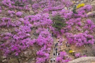 青岛：珠山秀谷万亩杜鹃花盛放