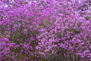 青岛：珠山秀谷万亩杜鹃花盛放