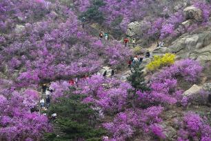青岛：珠山秀谷万亩杜鹃花盛放