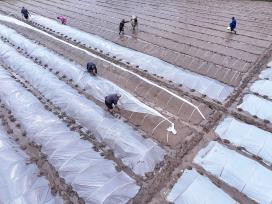 四川仁寿：村民集中育秧水稻