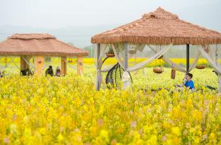 浙江安吉：游客置身花海品咖啡 赏春光