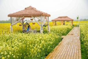 浙江安吉：游客置身花海品咖啡 赏春光