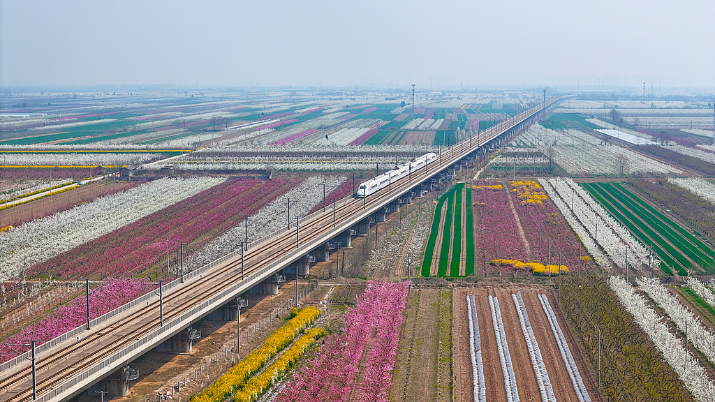 山西运城：高铁穿行花海