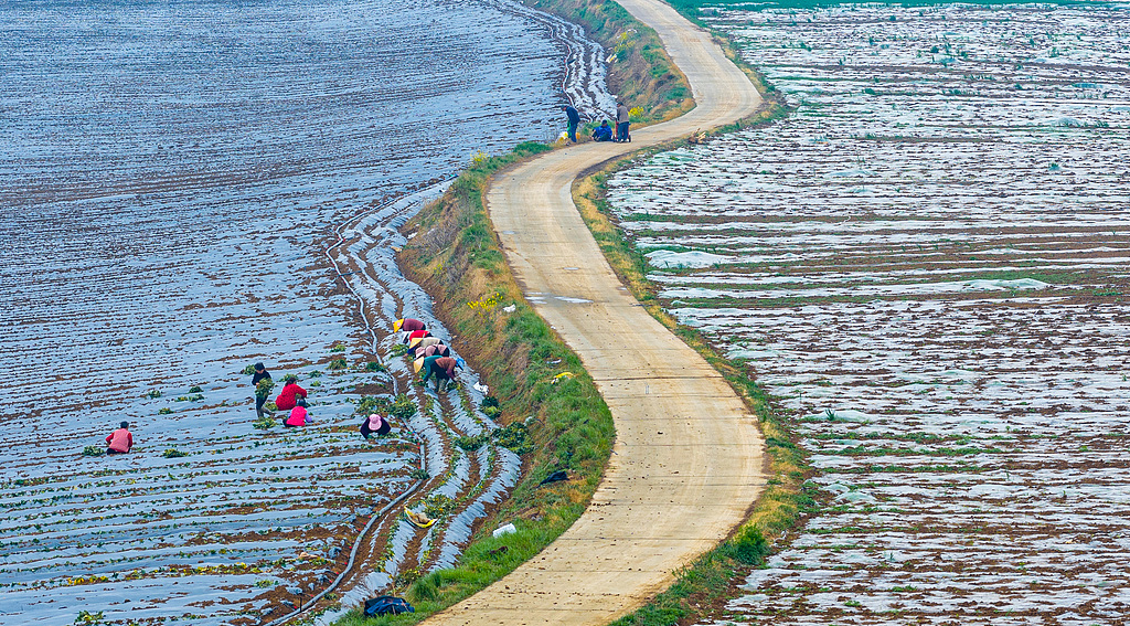 江苏泗洪：工人田间栽植蜜薯苗