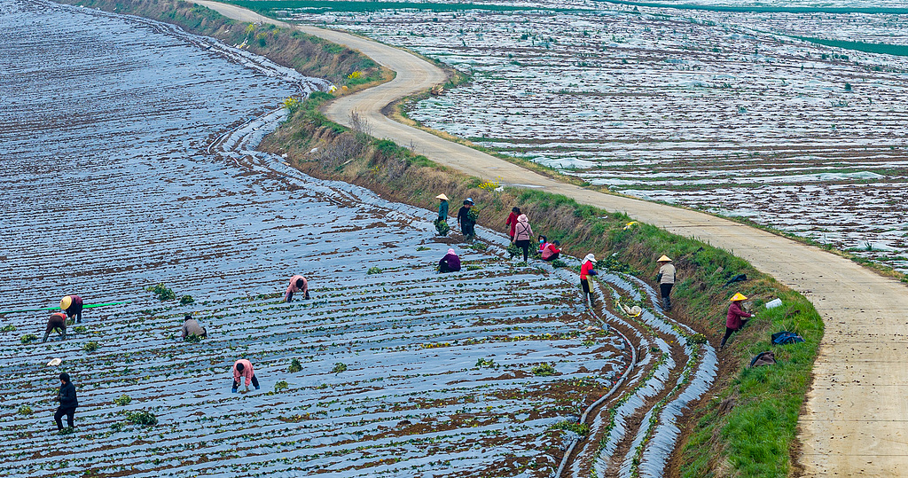 江苏泗洪：工人田间栽植蜜薯苗