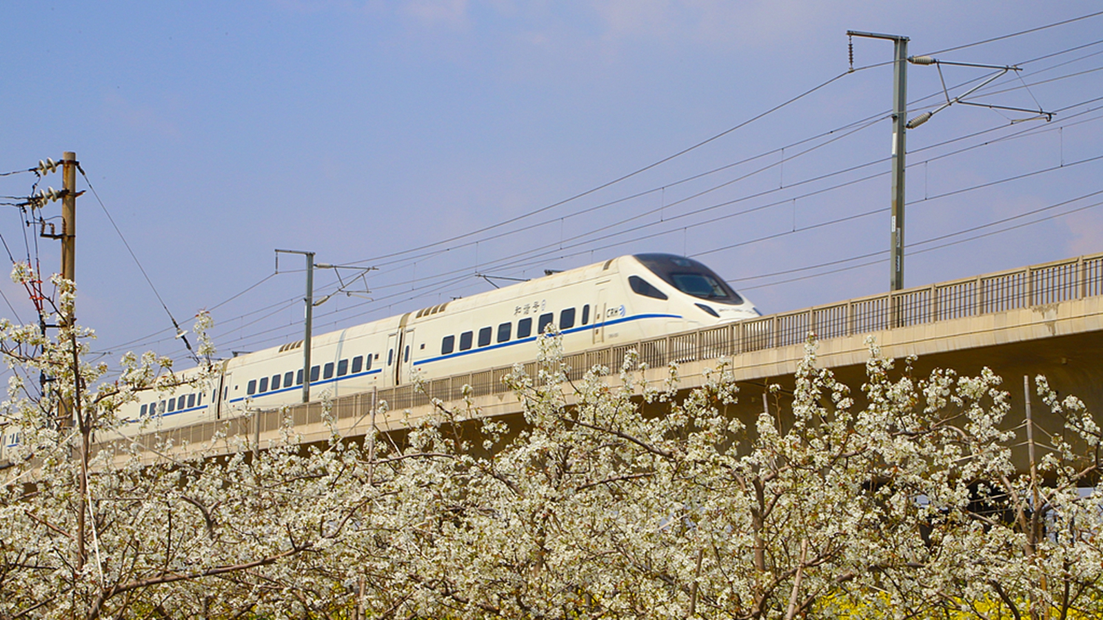 山西运城：高铁穿行花海