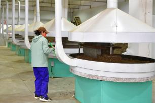 河南南阳：艾草产业蓬勃发展