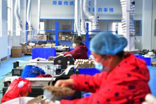 河南南阳：艾草产业蓬勃发展