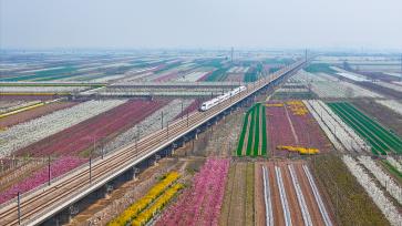 山西运城：高铁穿行花海