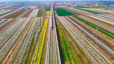 山西运城：高铁穿行花海