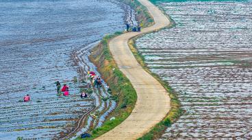 江苏泗洪：工人田间栽植蜜薯苗