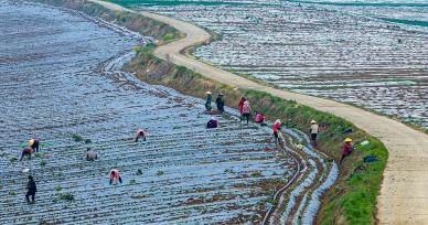 江苏泗洪：工人田间栽植蜜薯苗