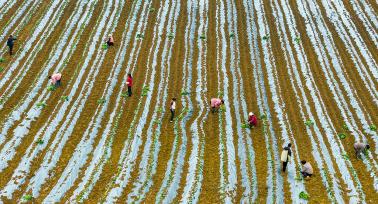 江苏泗洪：工人田间栽植蜜薯苗
