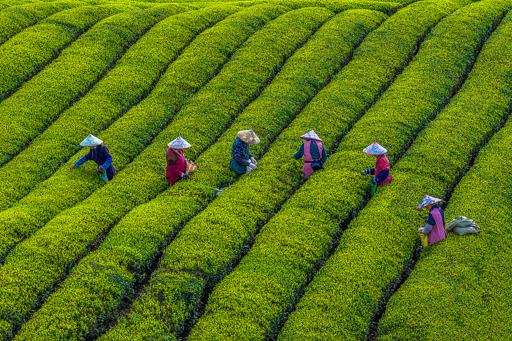 浙江嵊州：农场茶农采摘春茶