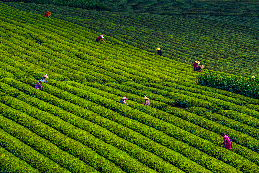 浙江嵊州：农场茶农采摘春茶