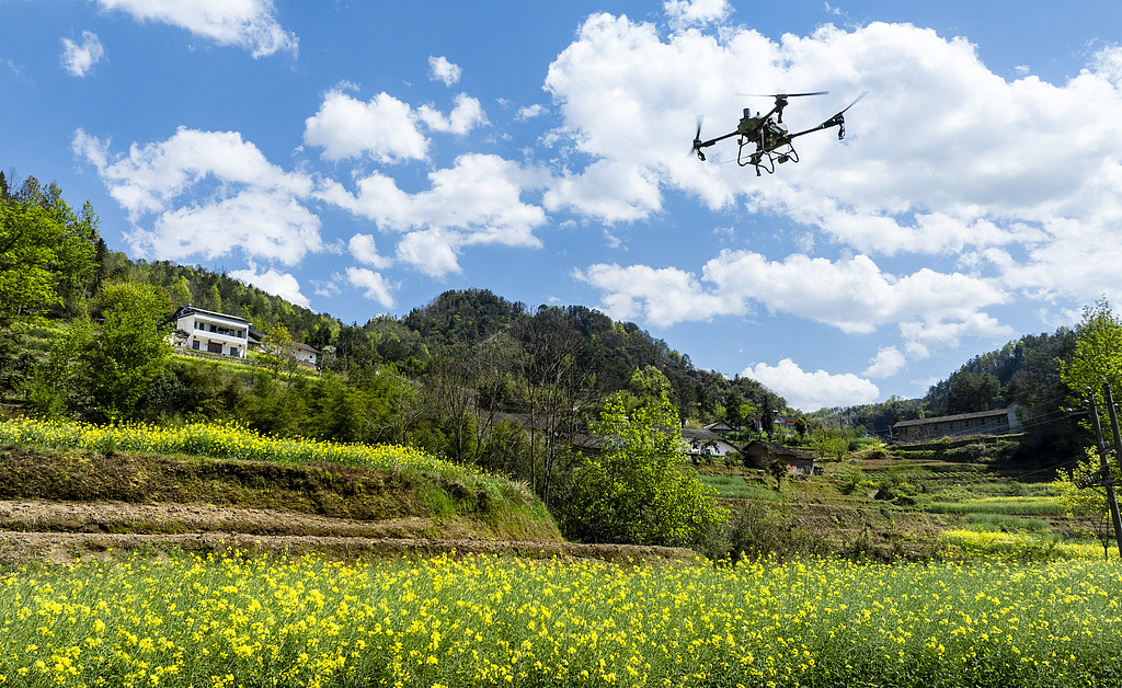 湖北秭归：无人机助力油菜春耕施肥