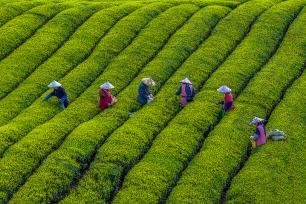 浙江嵊州：农场茶农采摘春茶