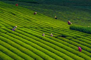 浙江嵊州：农场茶农采摘春茶