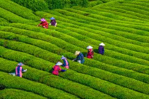 浙江嵊州：农场茶农采摘春茶