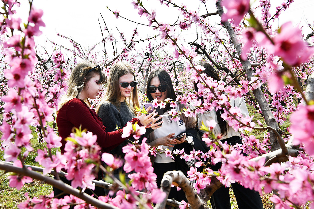 山东枣庄：外国游客赏花游玩 感受春日风光