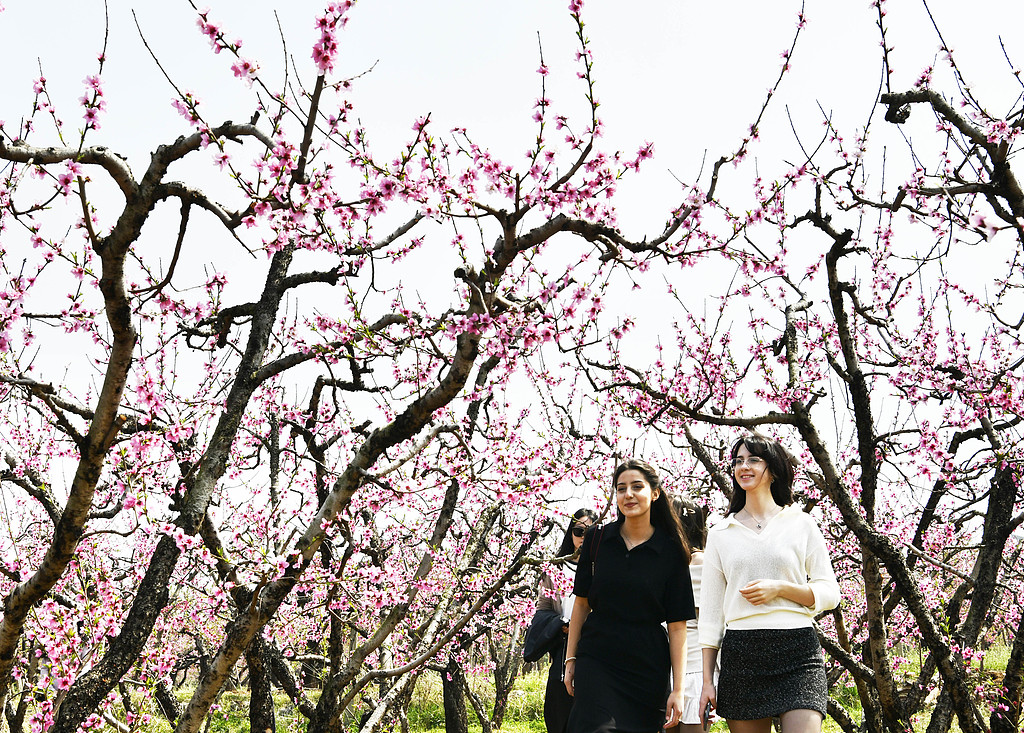 山东枣庄：外国游客赏花游玩 感受春日风光