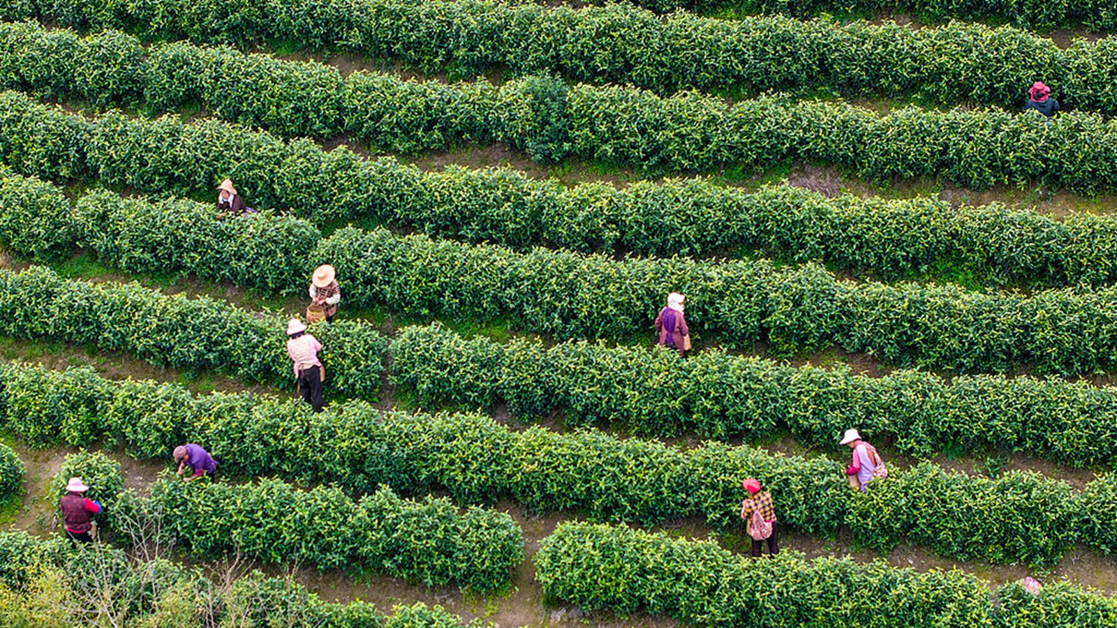 安徽枞阳：茶农采摘“明前茶”