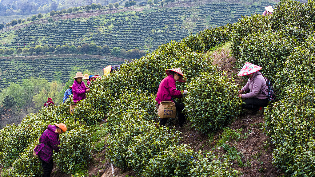 安徽枞阳：茶农采摘“明前茶”