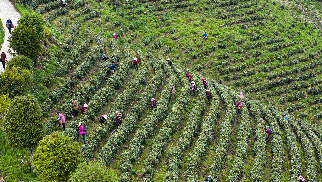 安徽枞阳：茶农采摘“明前茶”