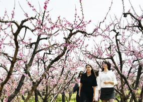 山东枣庄：外国游客赏花游玩 感受春日风光
