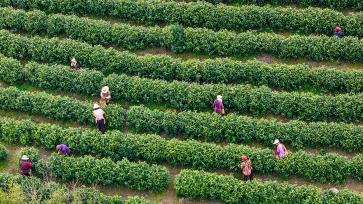 安徽枞阳：茶农采摘“明前茶”