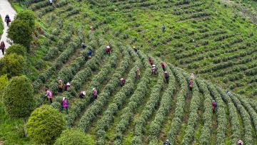 安徽枞阳：茶农采摘“明前茶”