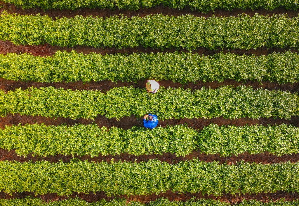 安徽安庆：清明时节采茶忙