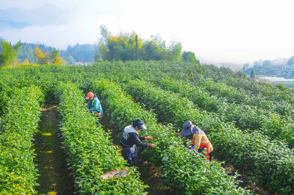 安徽安庆：清明时节采茶忙
