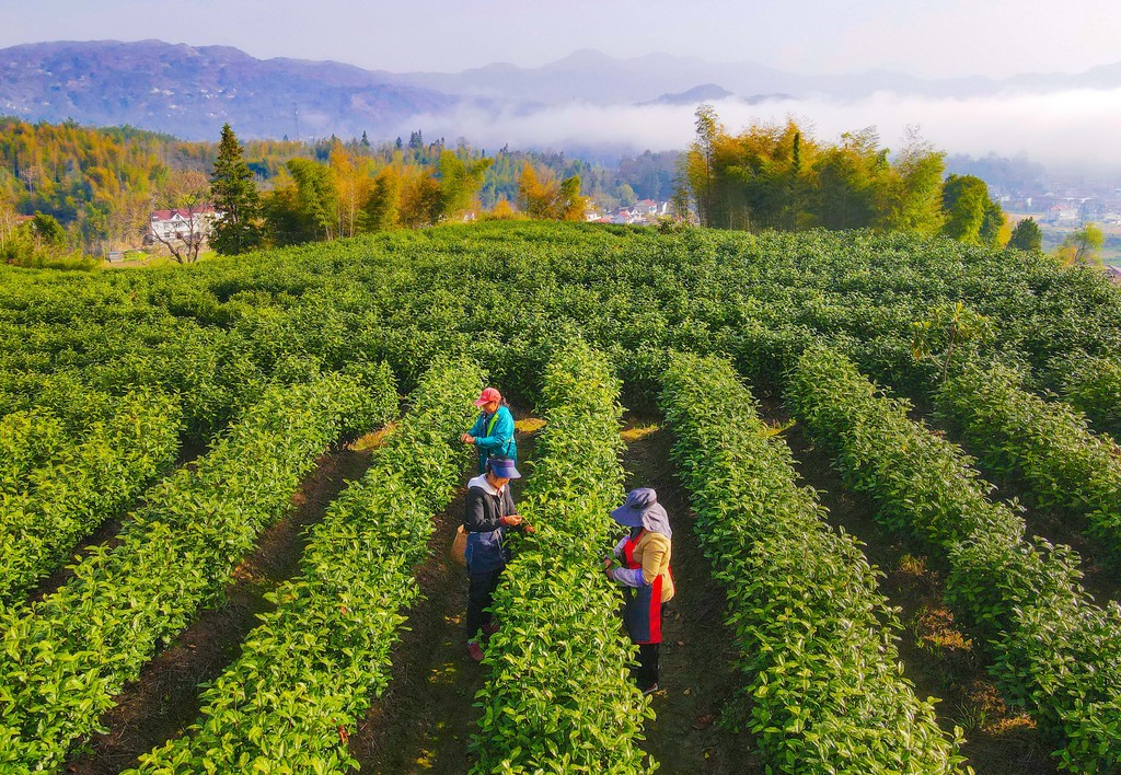 安徽安庆：清明时节采茶忙