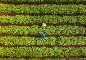 安徽安庆：清明时节采茶忙