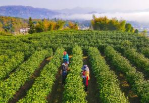 安徽安庆：清明时节采茶忙