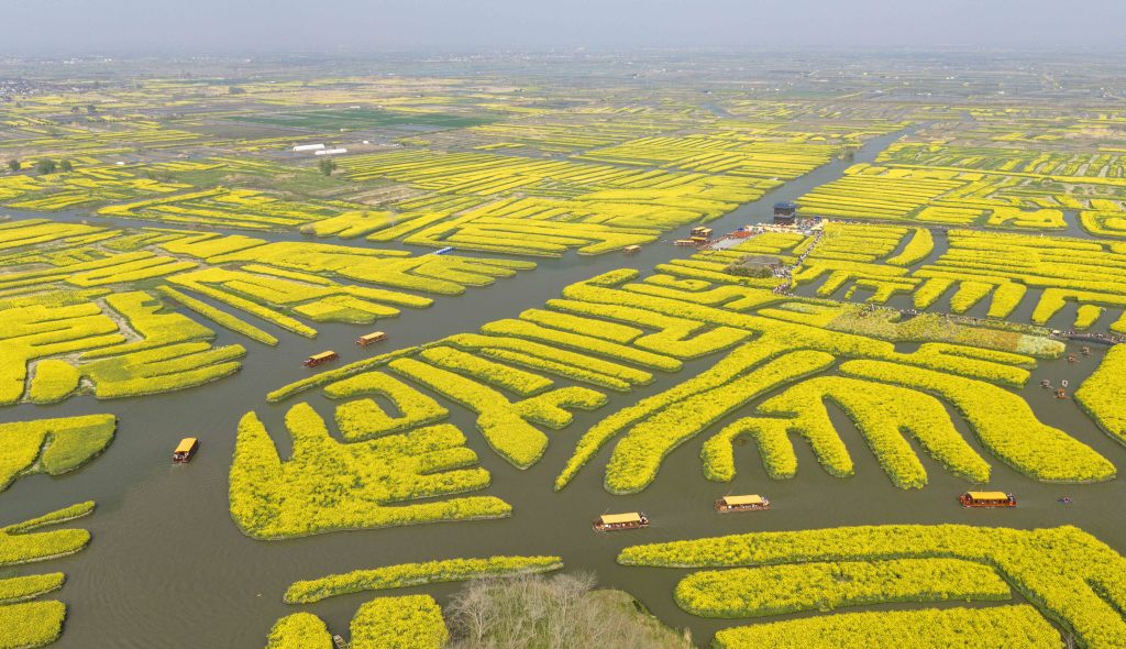 江苏兴化：千垛油菜花景区游人如织
