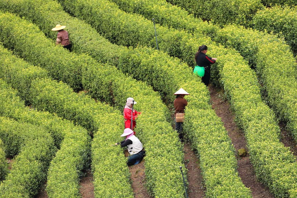 江西吉安：茶农抢抓农时采摘黄金茶