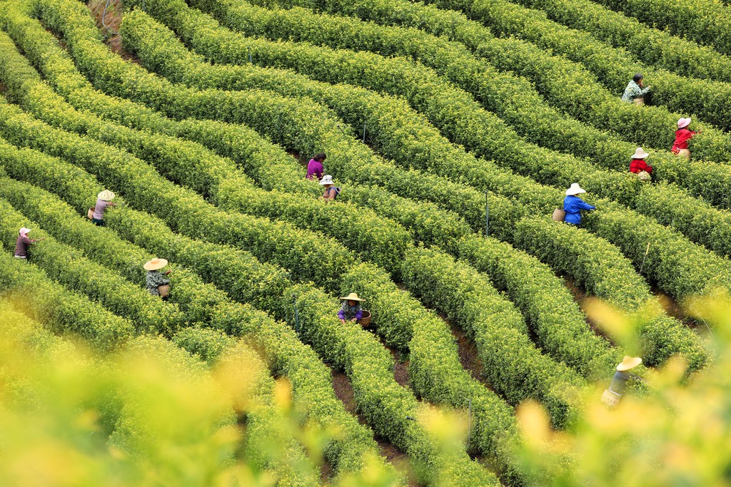江西吉安：茶农抢抓农时采摘黄金茶