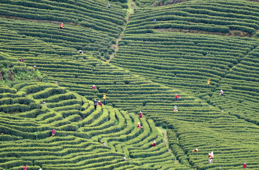 江西吉安：茶农抢抓农时采摘黄金茶