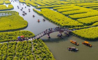 江苏兴化：千垛油菜花景区游人如织