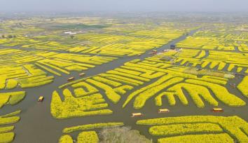 江苏兴化：千垛油菜花景区游人如织