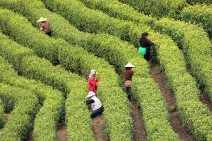 江西吉安：茶农抢抓农时采摘黄金茶