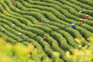 江西吉安：茶农抢抓农时采摘黄金茶