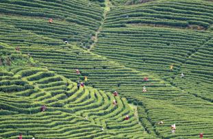 江西吉安：茶农抢抓农时采摘黄金茶