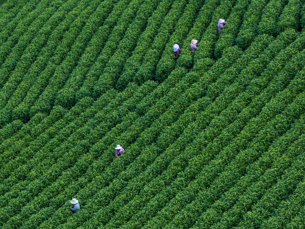 安徽宣城：万亩茶园迎来春茶采摘高峰