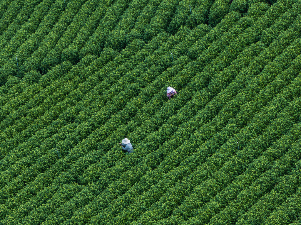 安徽宣城：万亩茶园迎来春茶采摘高峰