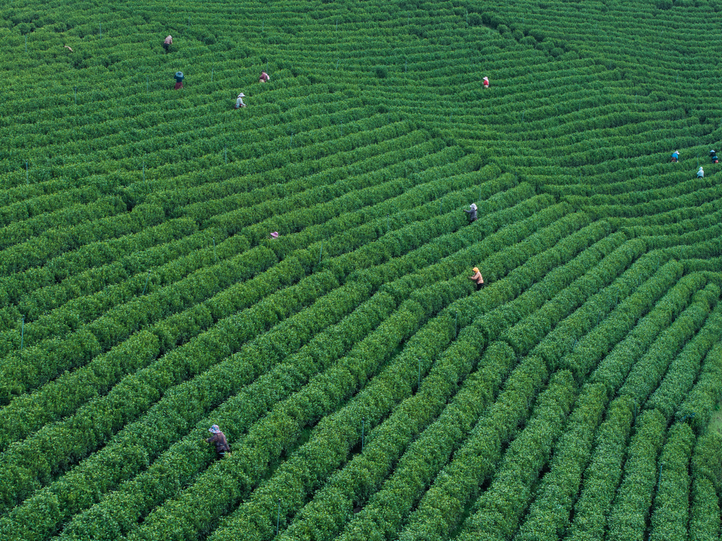 安徽宣城：万亩茶园迎来春茶采摘高峰