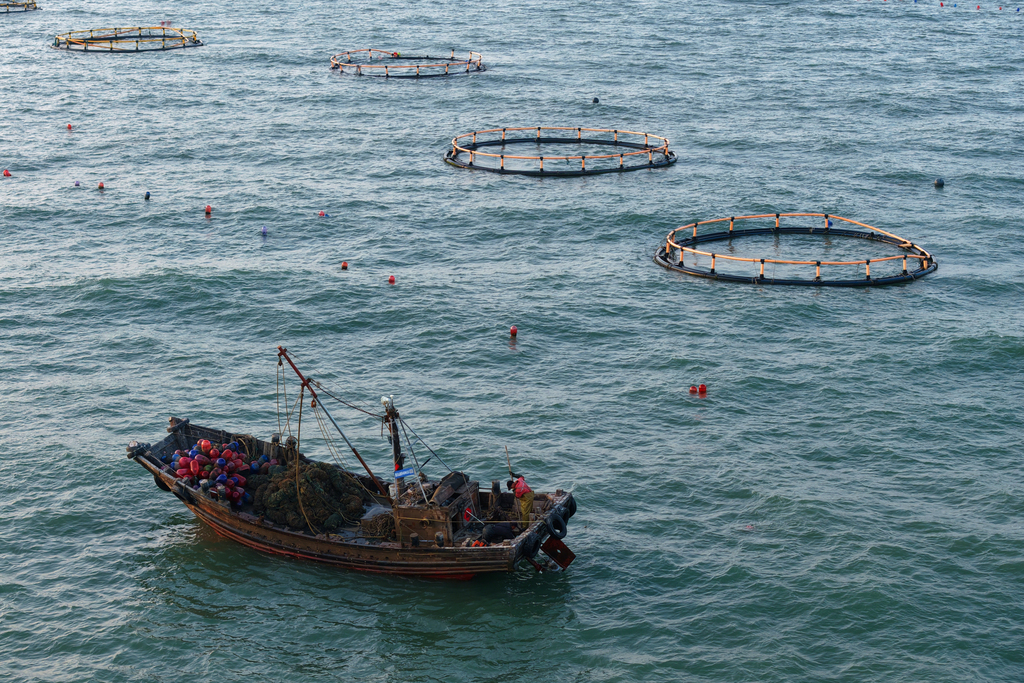 山东日照：海上春耕正当时