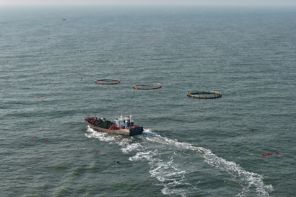 山东日照：海上春耕正当时